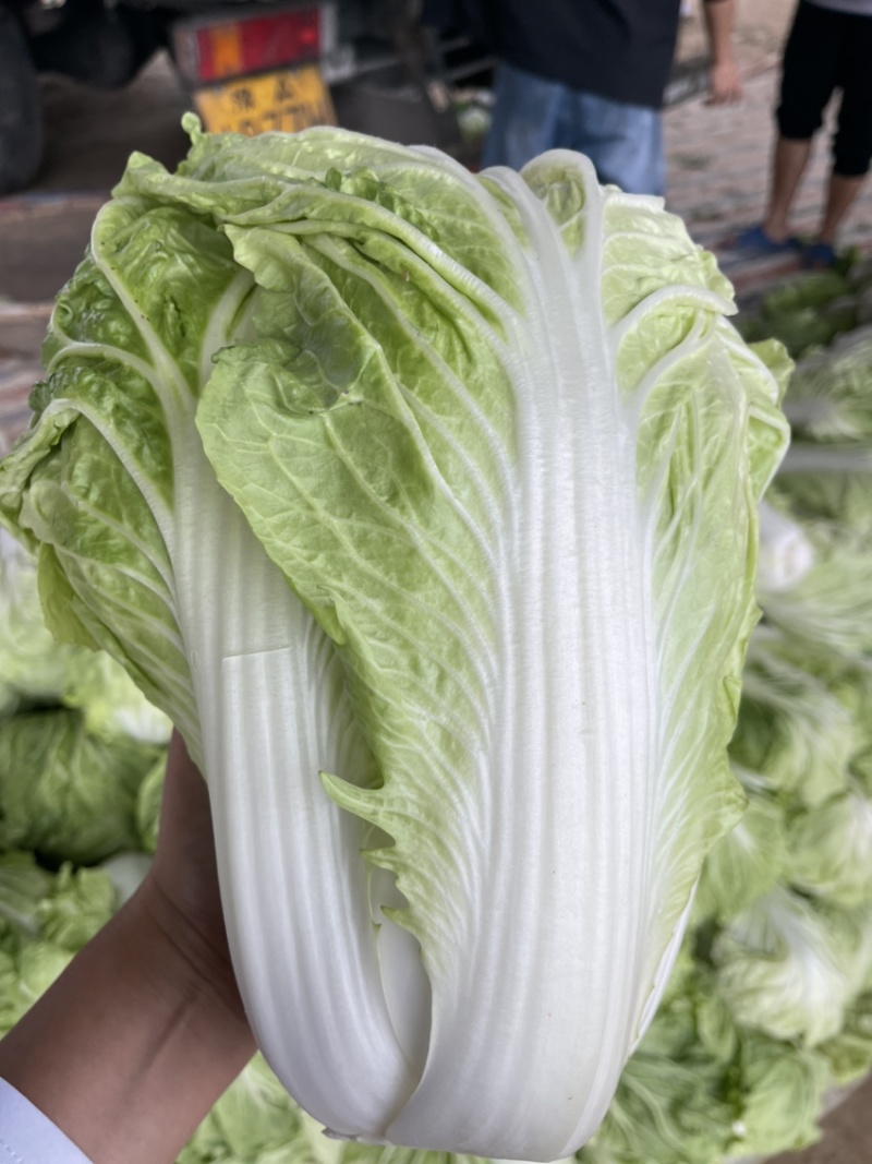 大白菜现已大量上市，货源充足，量大从优，产地发货价格便宜