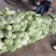 大白菜现已大量上市，货源充足，量大从优，产地发货价格便宜