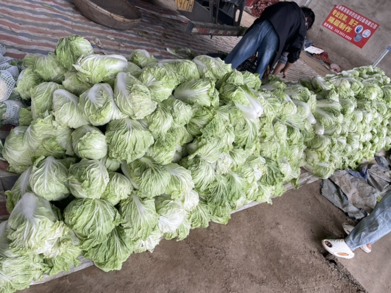 大白菜现已大量上市，货源充足，量大从优，产地发货价格便宜