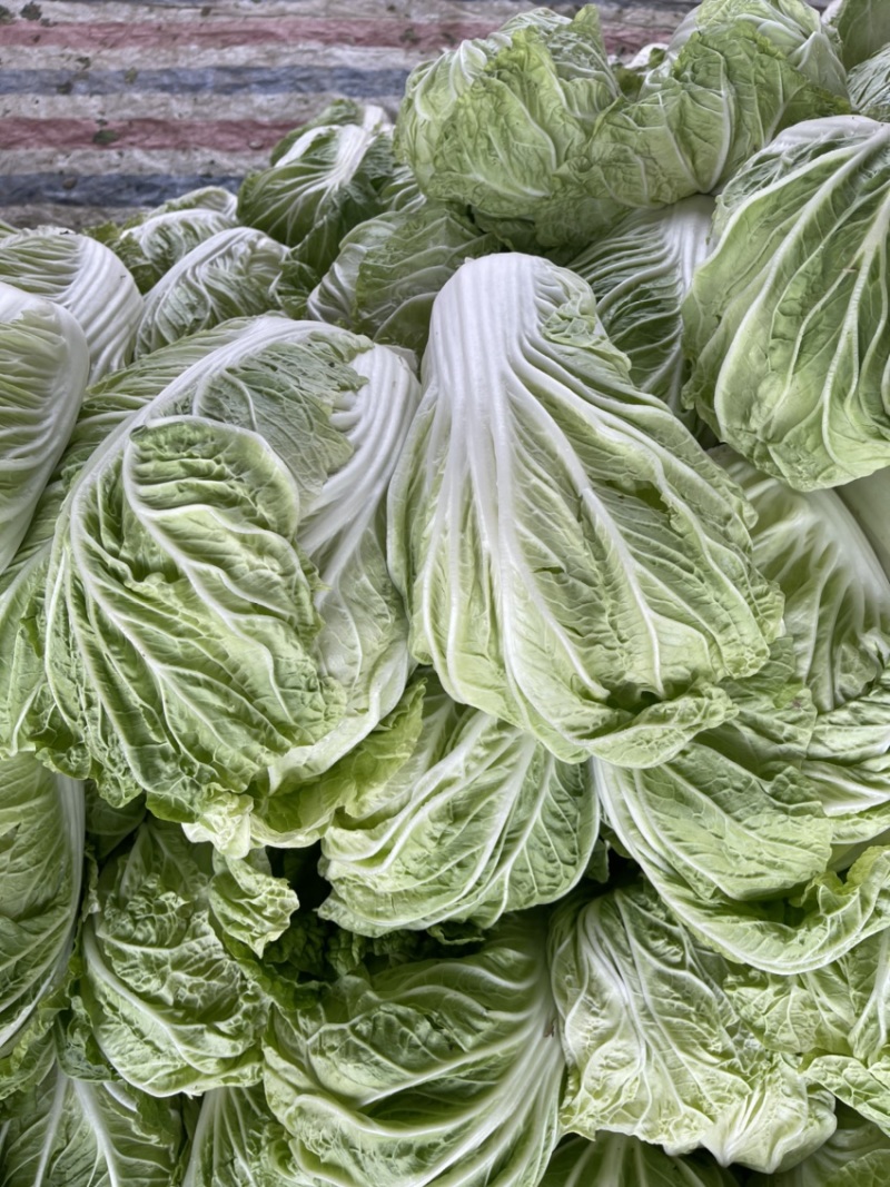 大白菜现已大量上市，货源充足，量大从优，产地发货价格便宜