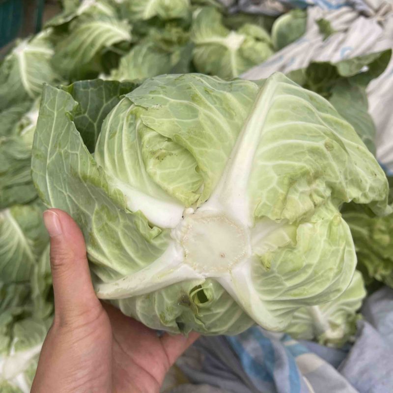 扁包菜，批发包菜，甘蓝，批发甘蓝，河南开封通许产地