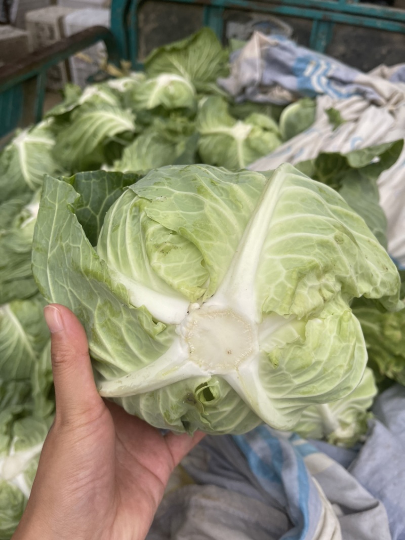 扁包菜，批发包菜，甘蓝，批发甘蓝，河南开封通许产地