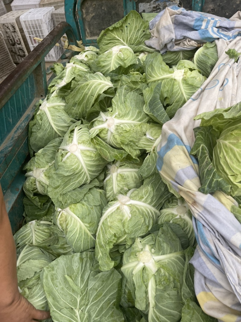扁包菜，批发包菜，甘蓝，批发甘蓝，河南开封通许产地