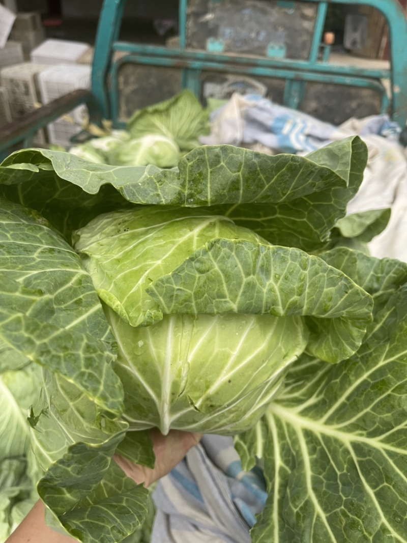 扁包菜，批发包菜，甘蓝，批发甘蓝，河南开封通许产地