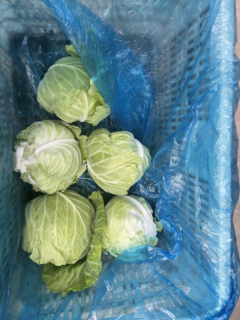 扁包菜，批发包菜，甘蓝，批发甘蓝，河南开封通许产地