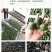 包邮）枳实中药材正宗江西枳实白术茶枳实粉炒枳实积实