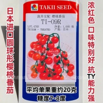 泷井日本进口樱桃番茄种子红色高糖抗ty桃太郎水果番茄种子