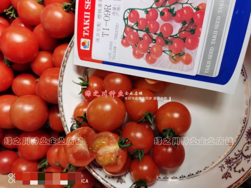 泷井日本进口樱桃番茄种子红色高糖抗ty桃太郎水果番茄种子