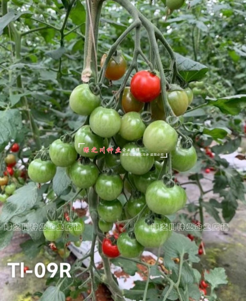 泷井日本进口樱桃番茄种子红色高糖抗ty桃太郎水果番茄种子