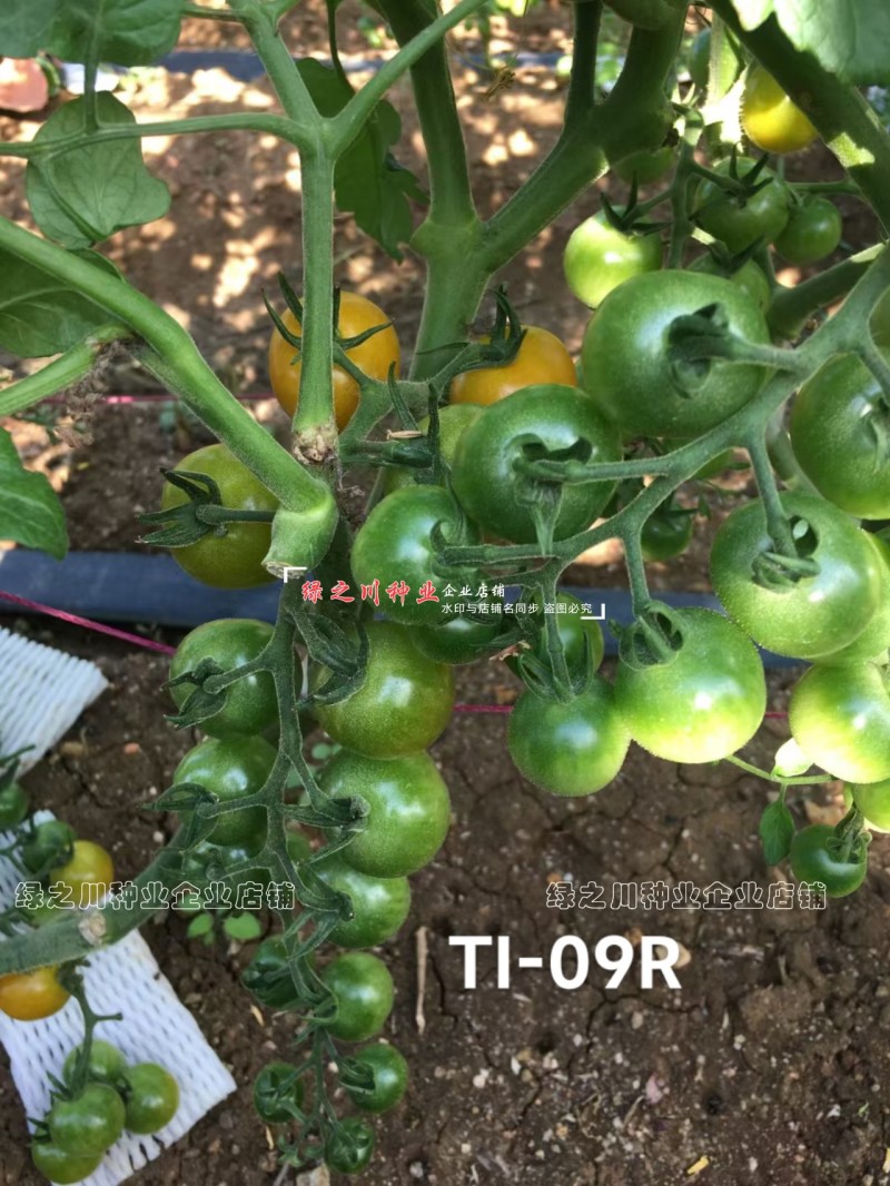 泷井日本进口樱桃番茄种子红色高糖抗ty桃太郎水果番茄种子