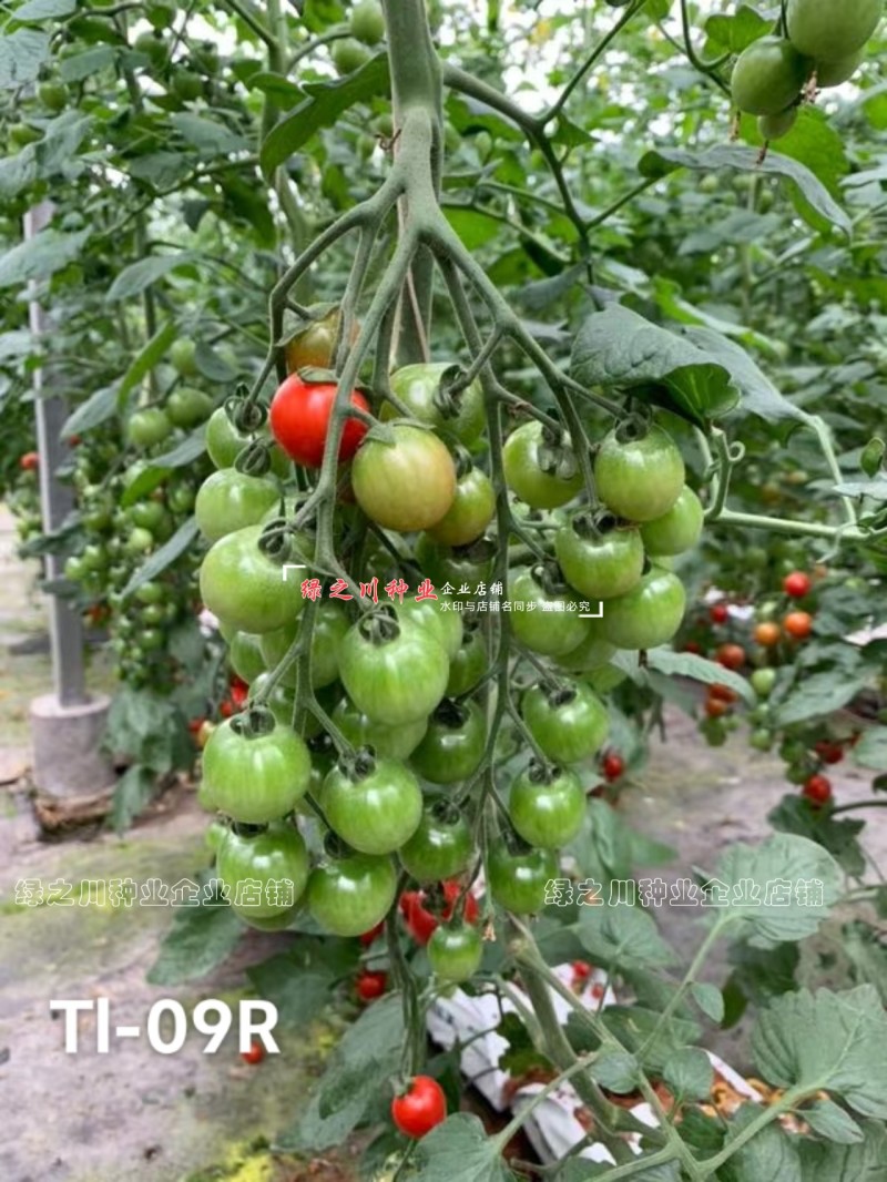 泷井日本进口樱桃番茄种子红色高糖抗ty桃太郎水果番茄种子
