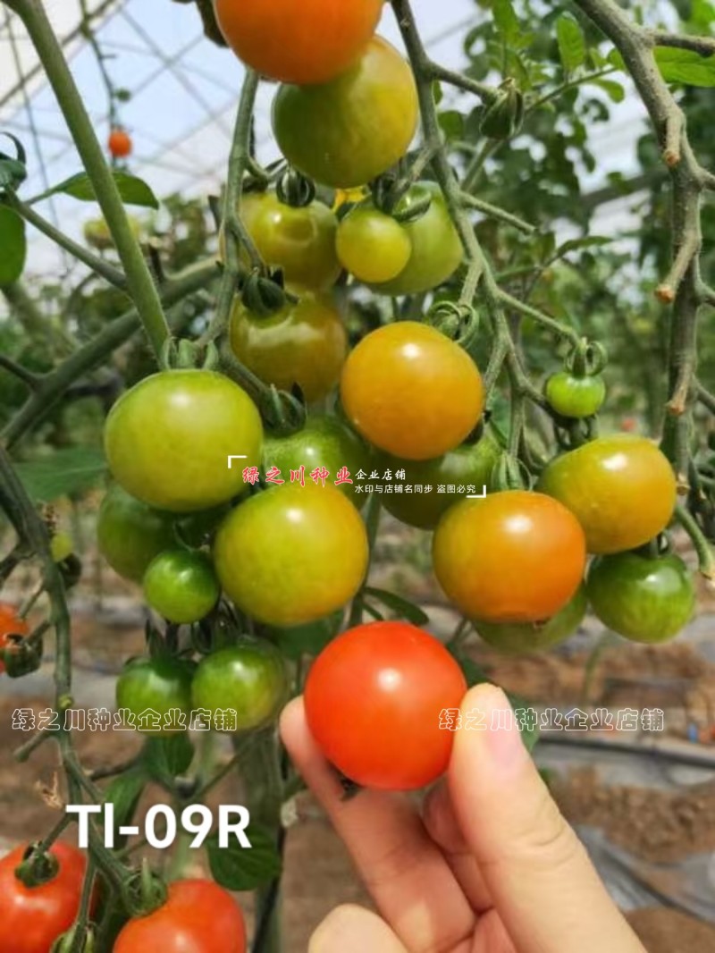 泷井日本进口樱桃番茄种子红色高糖抗ty桃太郎水果番茄种子