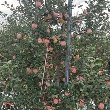 黄陵红富士苹果细条纹红