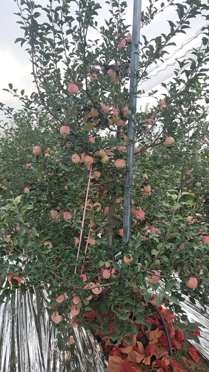黄陵红富士苹果细条纹红