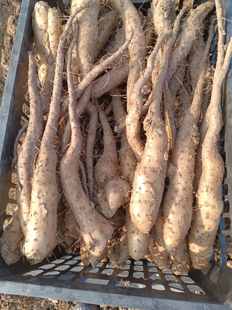白玉山药豆苗