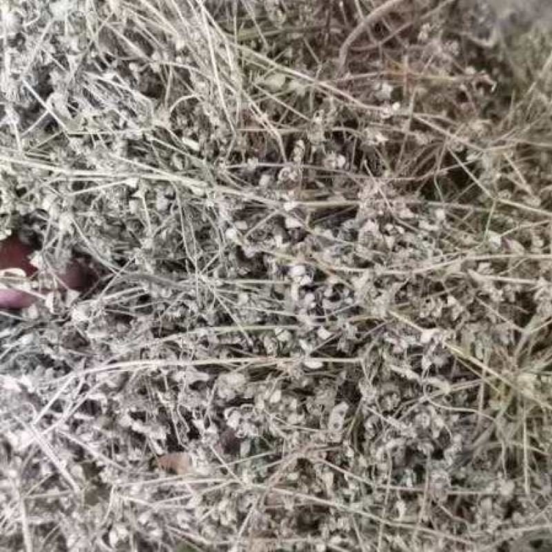 地锦草，奶浆草新货