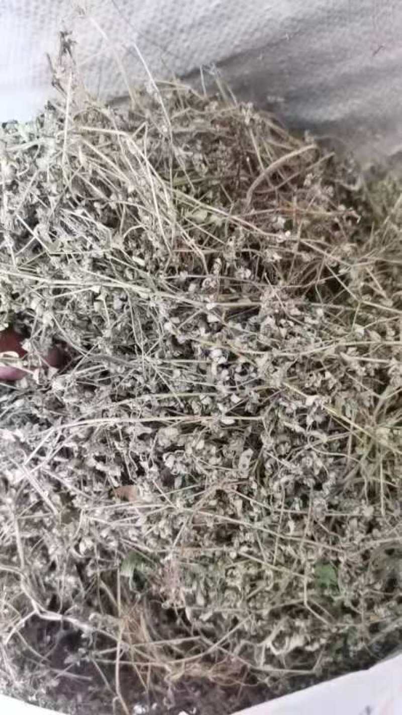地锦草，奶浆草新货
