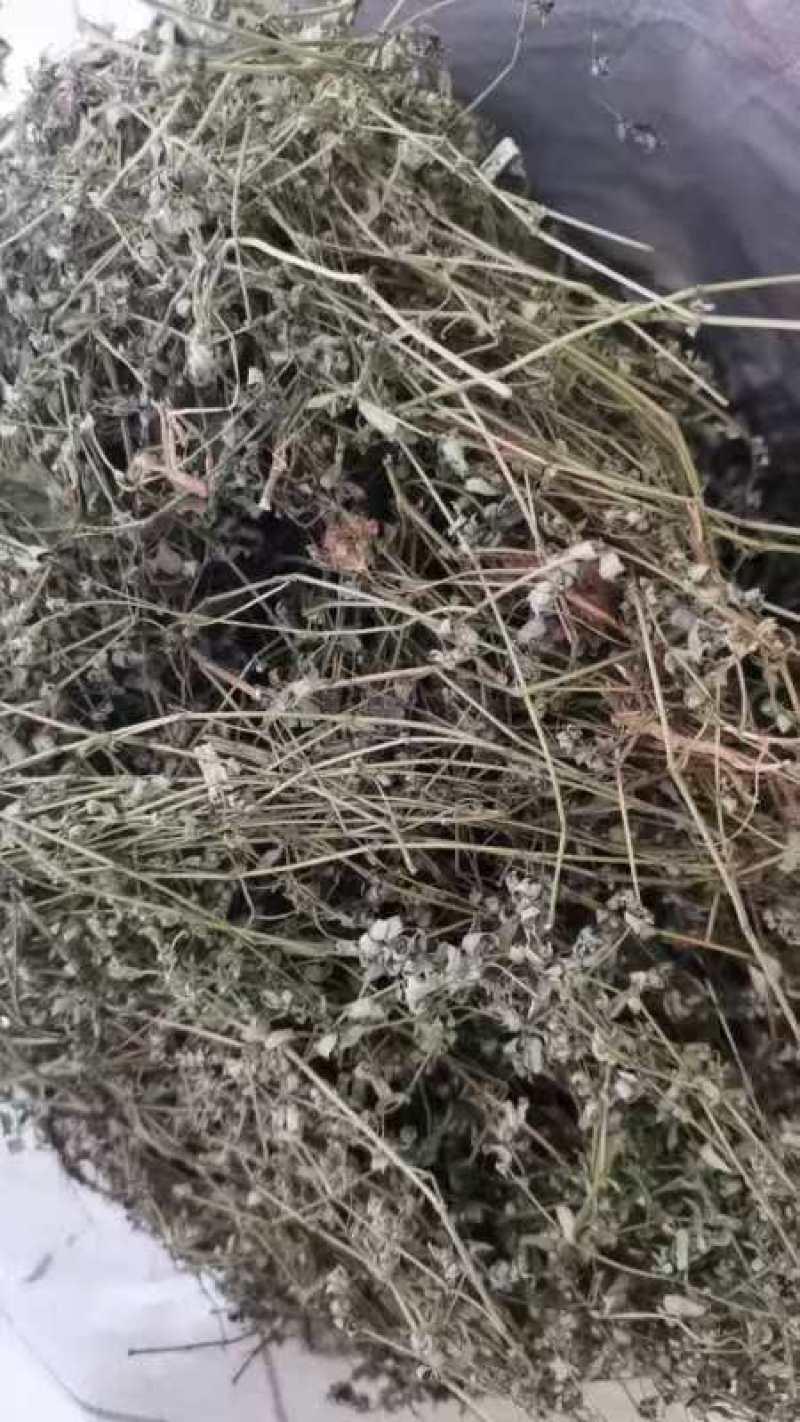 地锦草，奶浆草新货