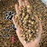 防风防风过筛保庆药业批发防风实物拍摄新货防风