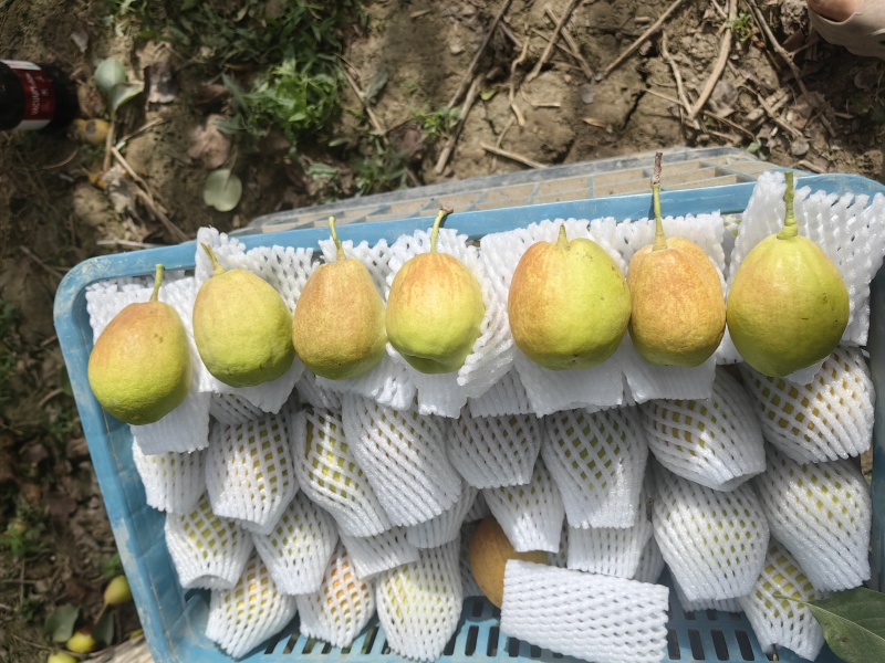 库尔勒香梨
