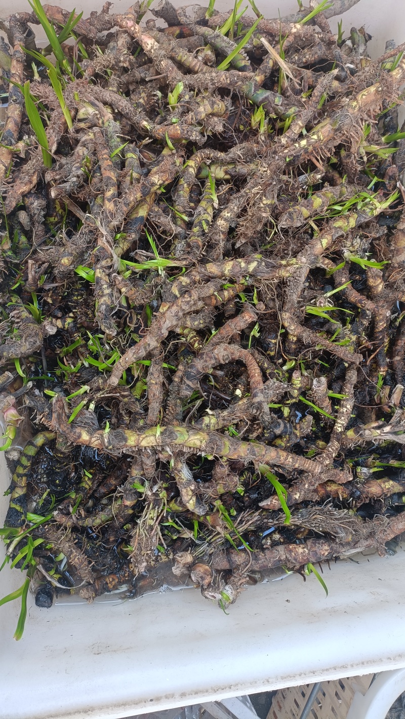 水菖蒲根茎，现挖的水菖蒲很鲜货