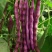 九粒红架豆种子紫红四季豆种子豆角芸豆架豆爬藤春秋季蔬菜