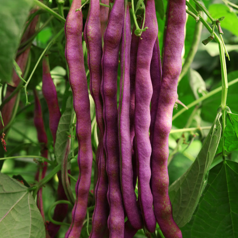 九粒红架豆种子紫红四季豆种子豆角芸豆架豆爬藤春秋季蔬菜