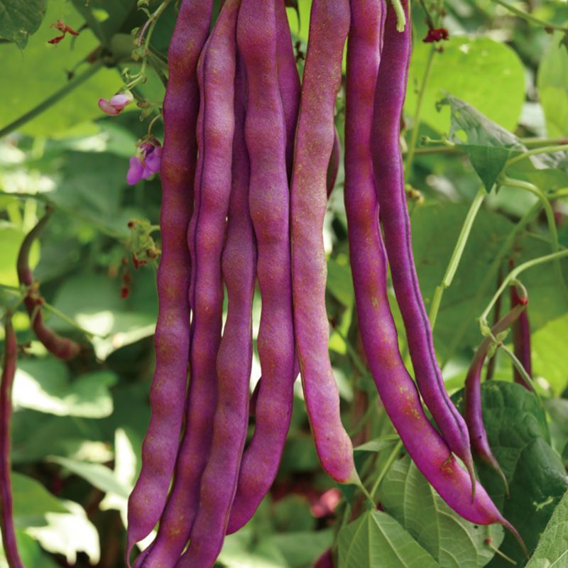 九粒红架豆种子紫红四季豆种子豆角芸豆架豆爬藤春秋季蔬菜