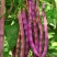 九粒红架豆种子紫红四季豆种子豆角芸豆架豆爬藤春秋季蔬菜