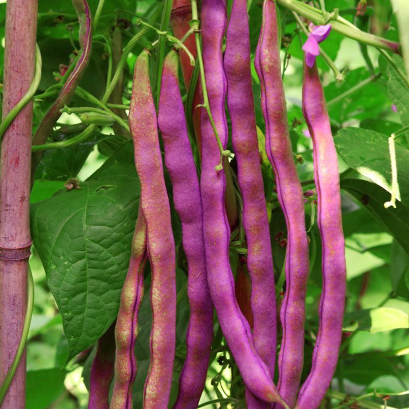 九粒红架豆种子紫红四季豆种子豆角芸豆架豆爬藤春秋季蔬菜