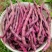 九粒红架豆种子紫红四季豆种子豆角芸豆架豆爬藤春秋季蔬菜