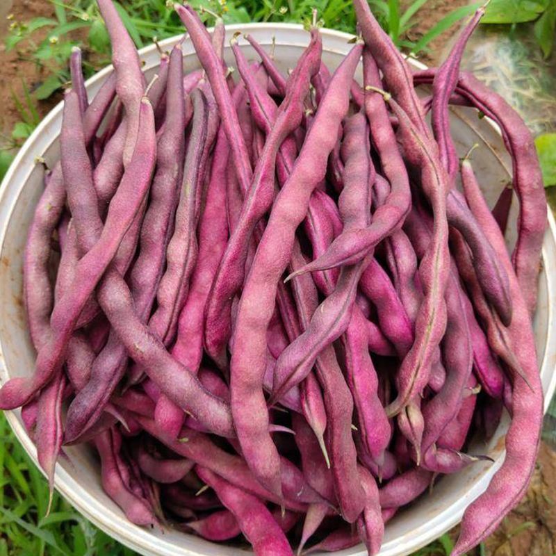 九粒红架豆种子紫红四季豆种子豆角芸豆架豆爬藤春秋季蔬菜
