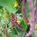 九粒红架豆种子紫红四季豆种子豆角芸豆架豆爬藤春秋季蔬菜