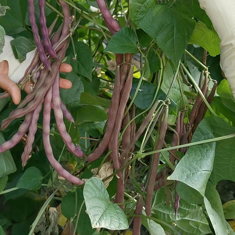 九粒红架豆种子紫红四季豆种子豆角芸豆架豆爬藤春秋季蔬菜