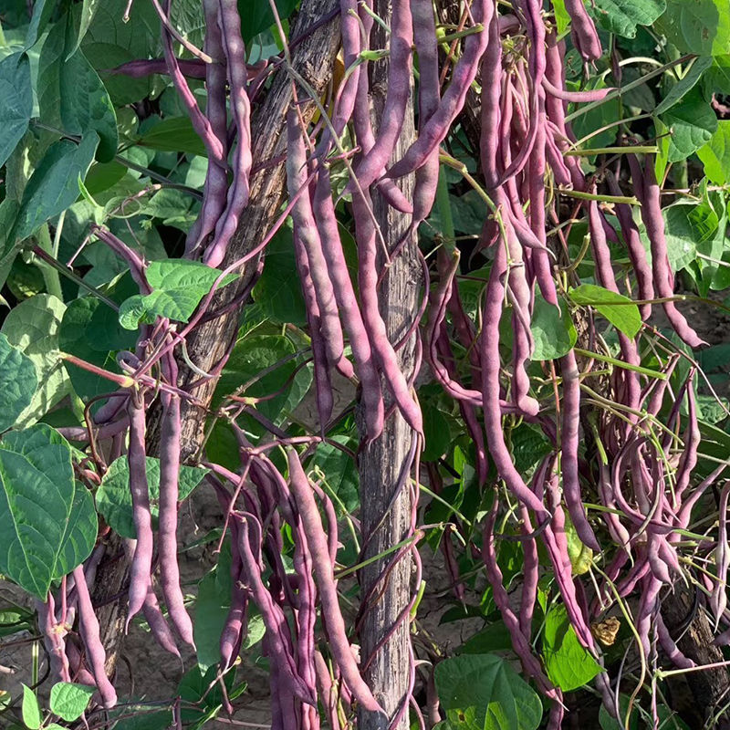 九粒红架豆种子紫红四季豆种子豆角芸豆架豆爬藤春秋季蔬菜