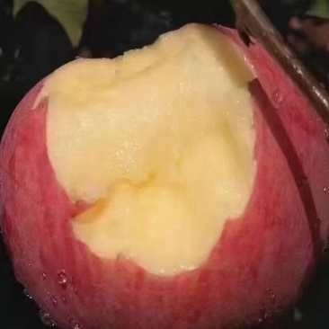 吉县红富士苹果