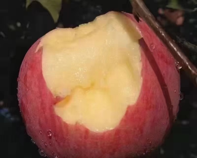 吉县红富士苹果