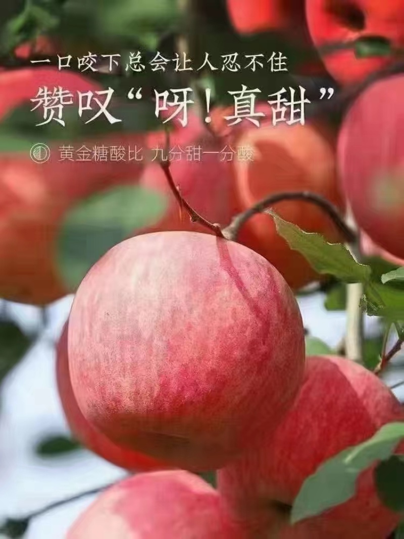 吉县红富士苹果