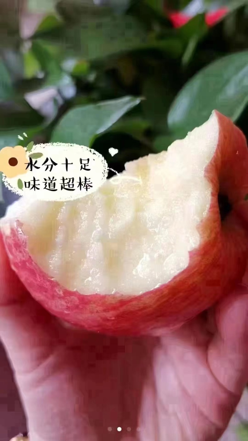 吉县红富士苹果