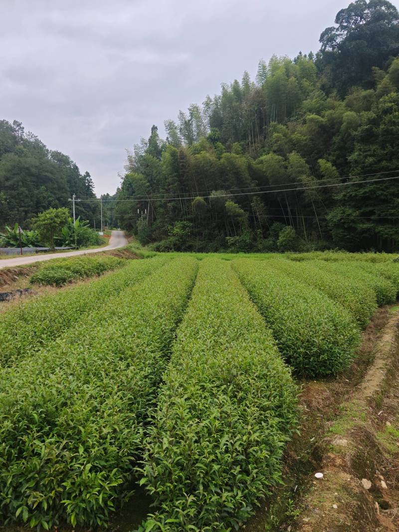 山杜英袋苗批发