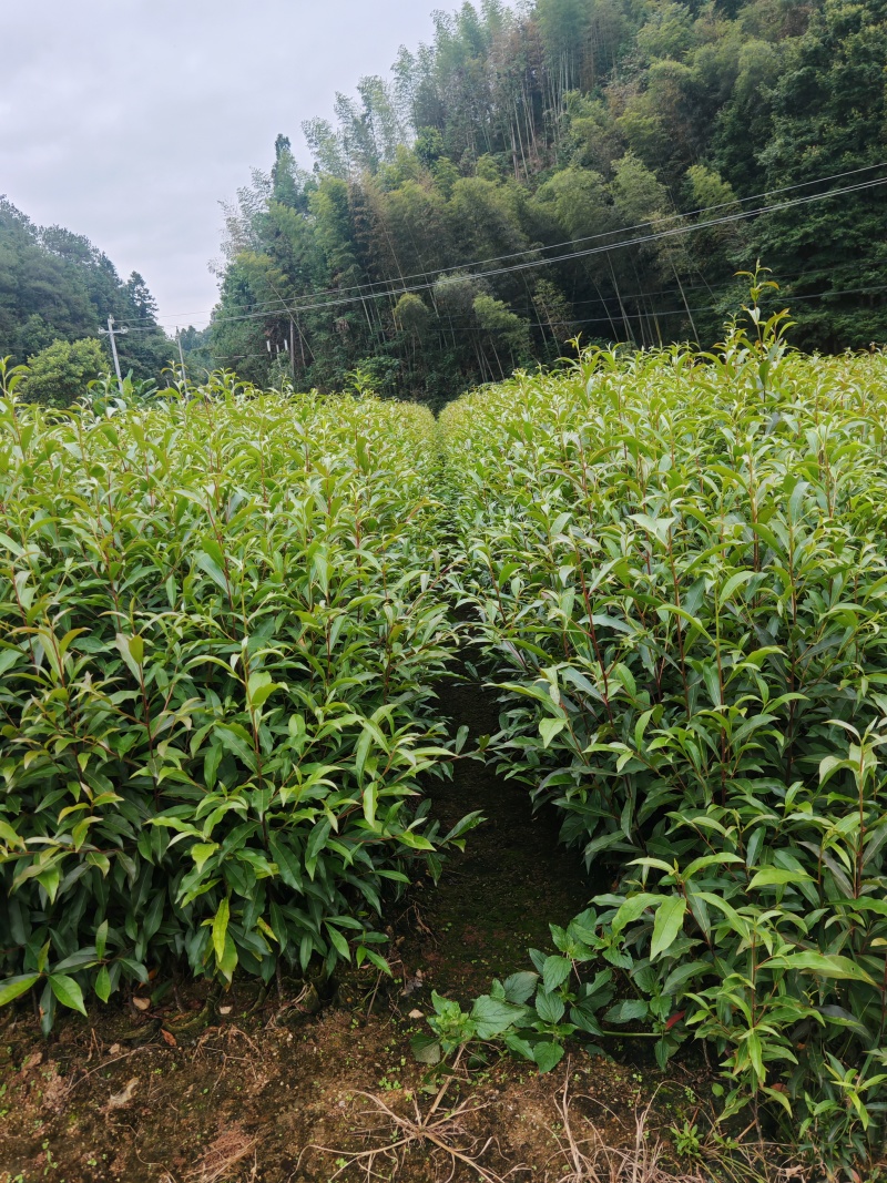 山杜英袋苗批发