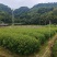 山杜英袋苗批发