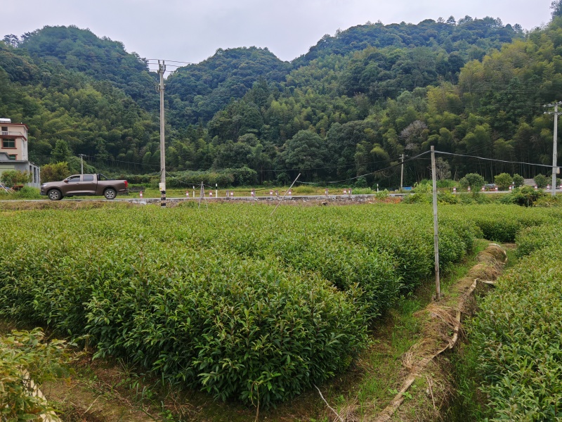 山杜英袋苗批发