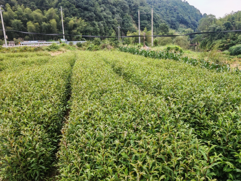 山杜英袋苗批发