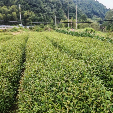 山杜英袋苗批发