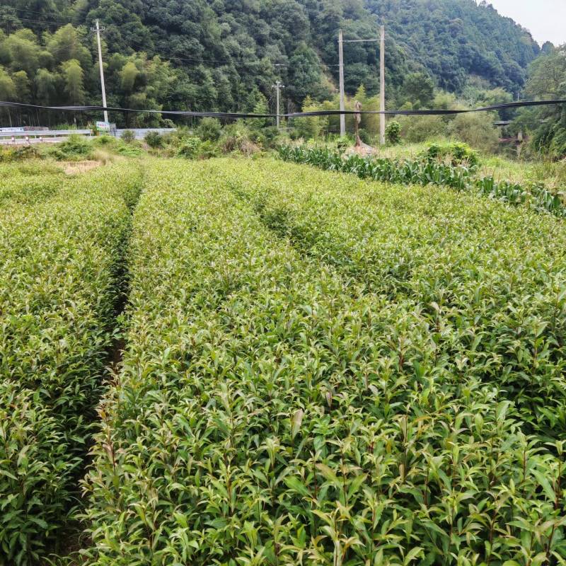 山杜英袋苗批发