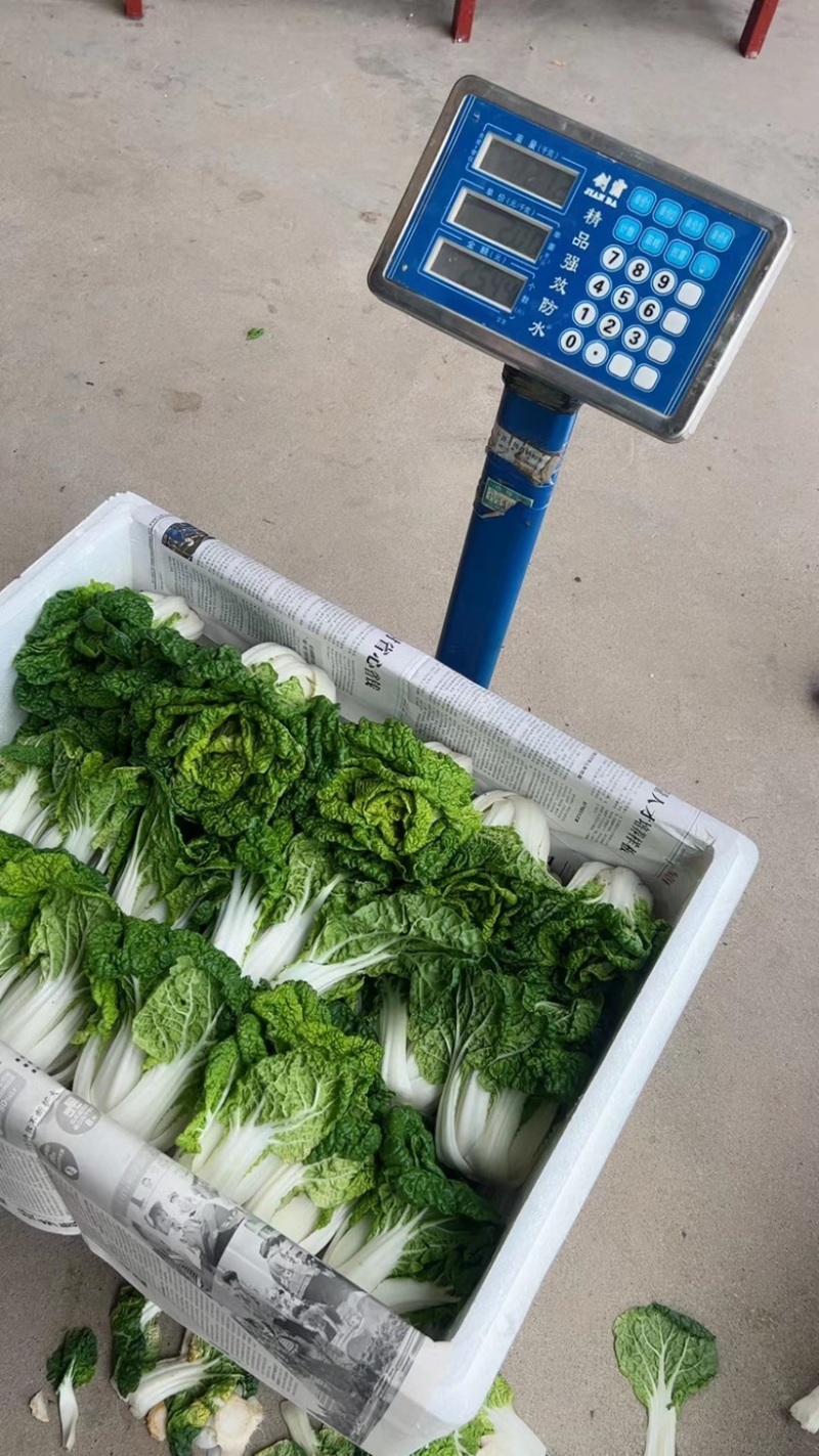 黄心菜黑油菜基地大量上市品质优良