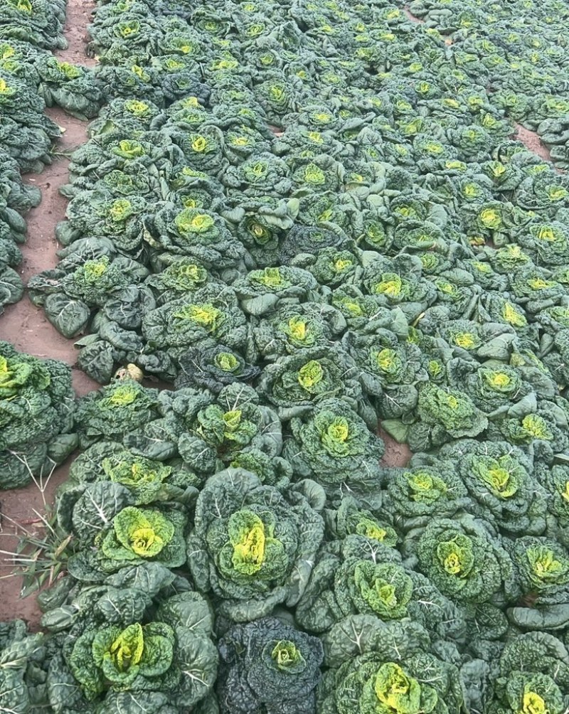 黄心菜黑油菜基地大量上市品质优良