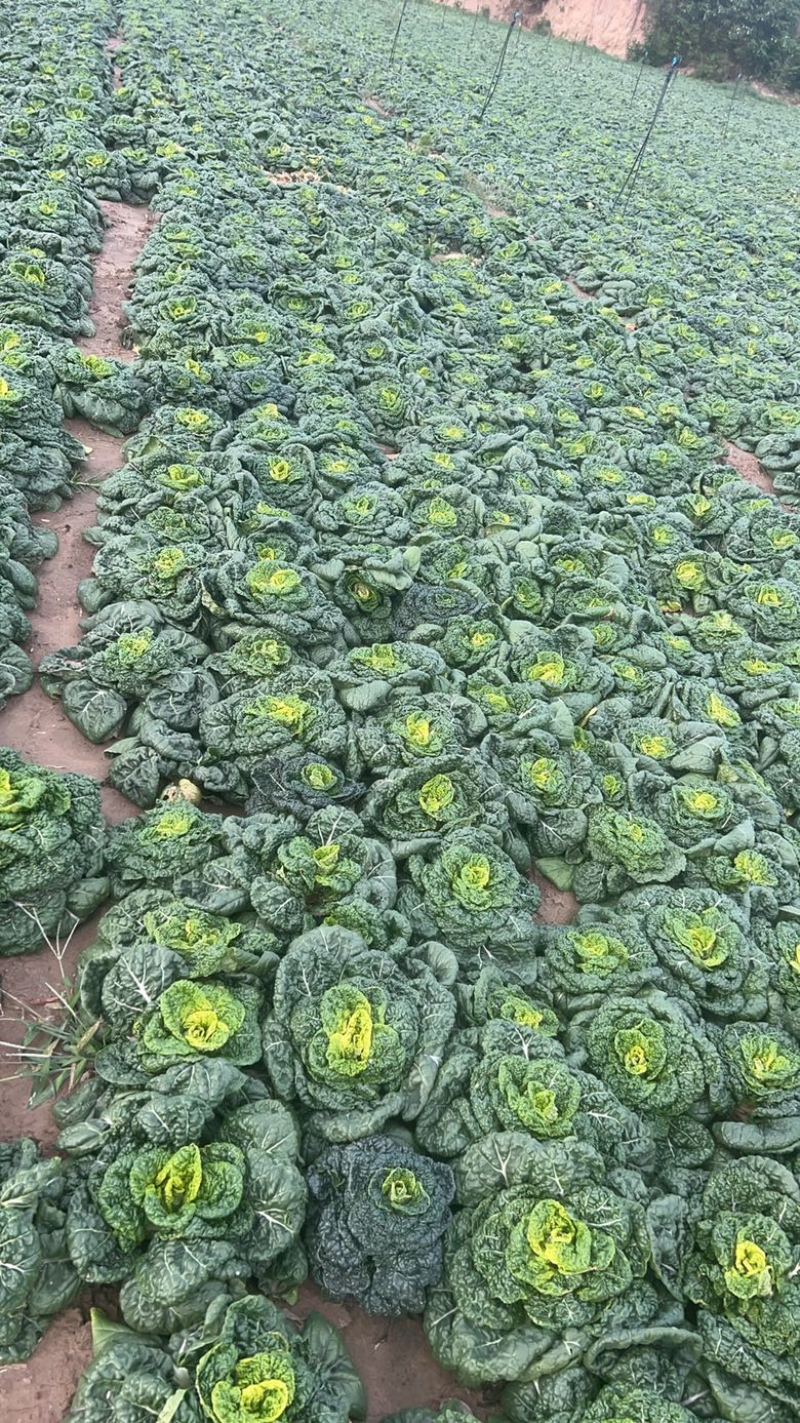 黄心菜黑油菜基地大量上市品质优良