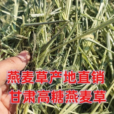 燕麦草种植基地小捆燕麦草批发青海地区甘肃地区批发西藏地区